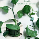 Plant Climbing Wall Clip, Self-Adhesive Vines Support Hooks for Indoor Outdoor Use (10 Pcs Set)